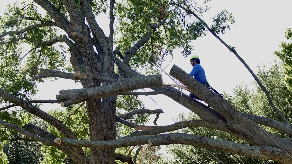 Professional Crown Thinning performed by certified arborists in Eleva